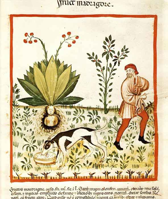 Tacuinum_Sanitatis_Mandrake_Dog